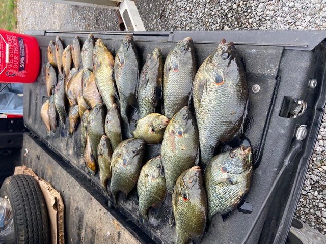 A morning catch laid out after a trip on the lake